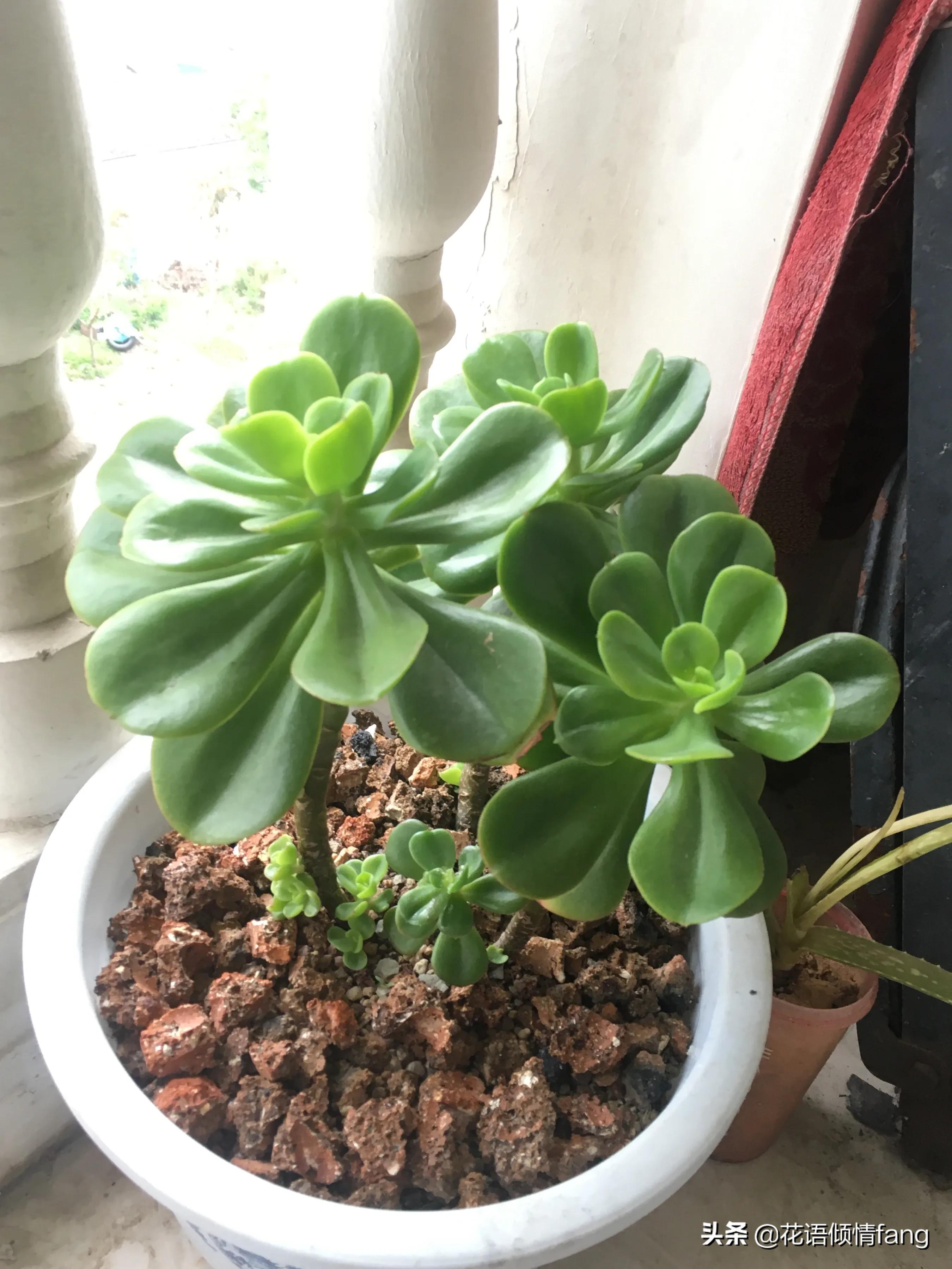 一棵红梅留几个芽头,一棵红梅开万朵花