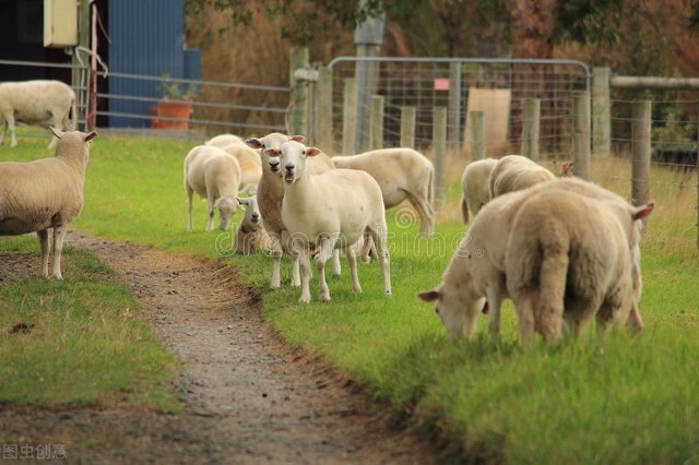 在农村现在搞什么养殖能赚到钱,在农村养殖什么生意最赚钱最长远