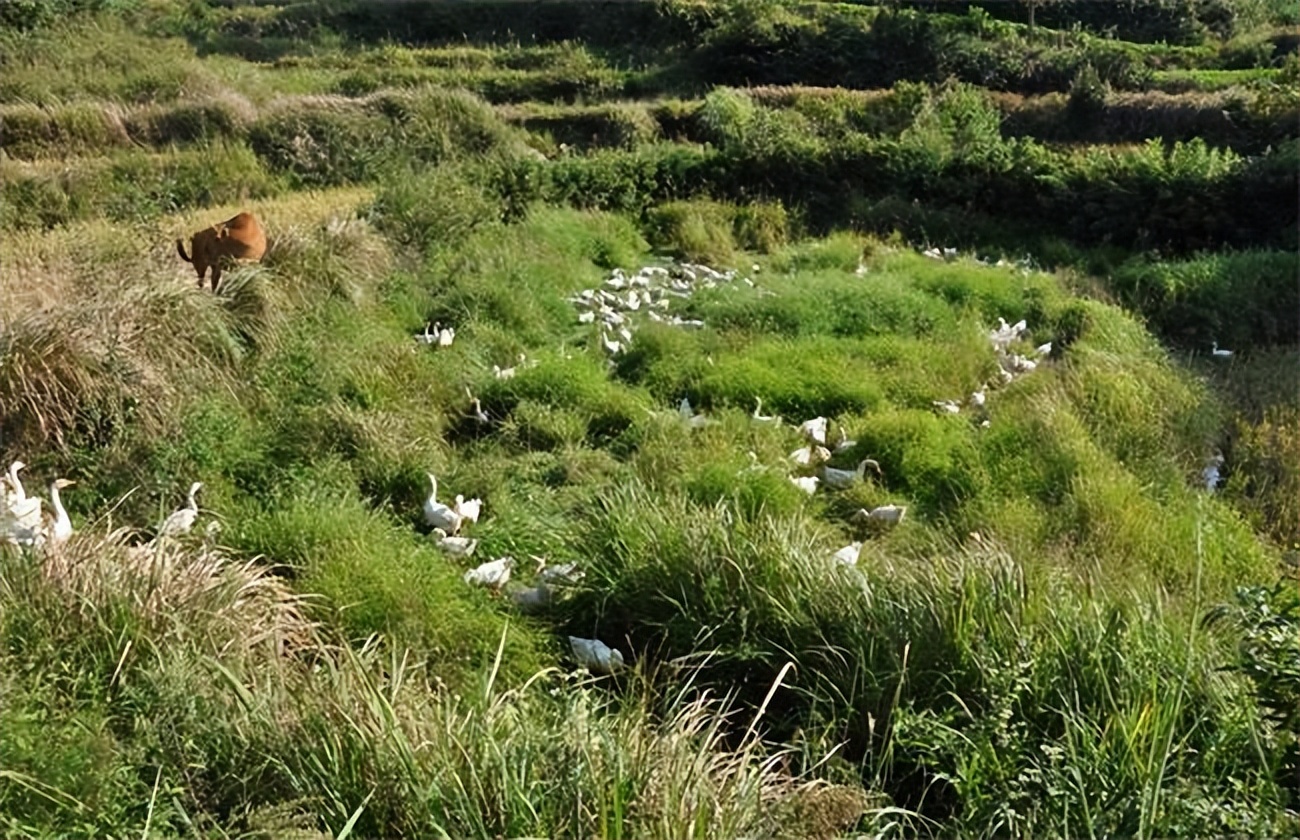 家禽生产中的发展策略,家禽养殖和内陆养殖