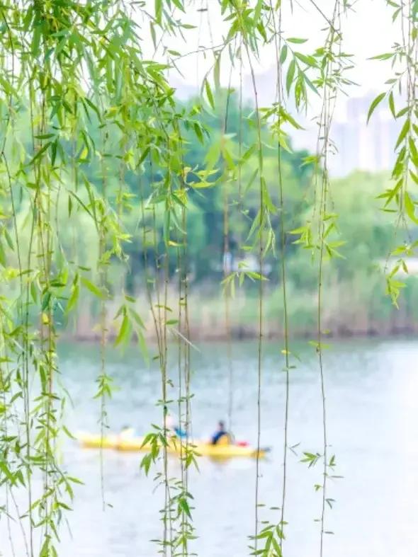 春天你好手抄报,春天你好唯美句子