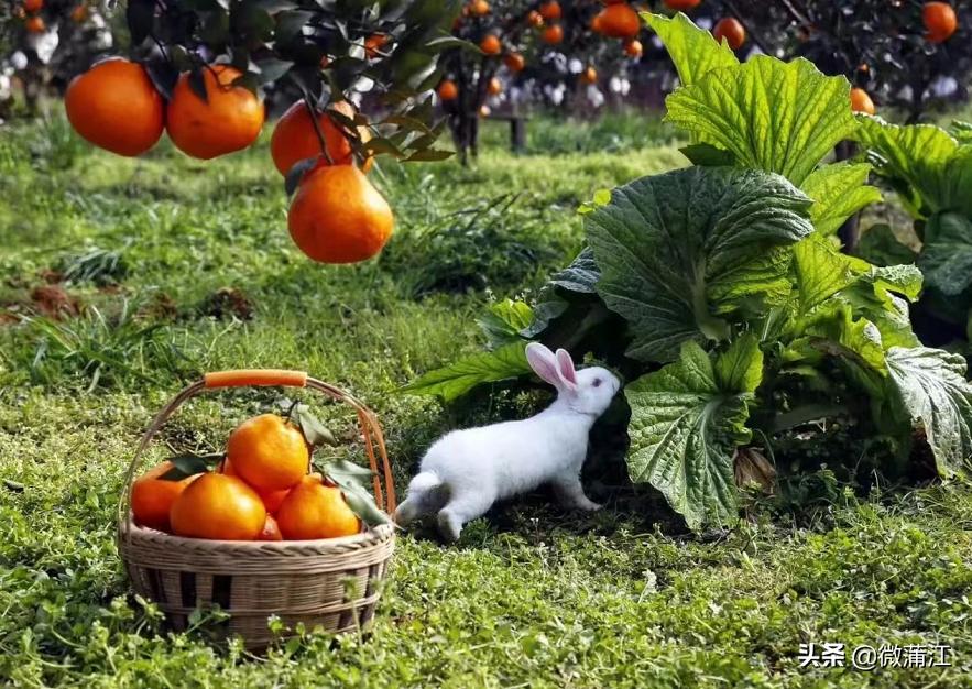 蒲江绿色生态屏障,蒲江县森林资源保护