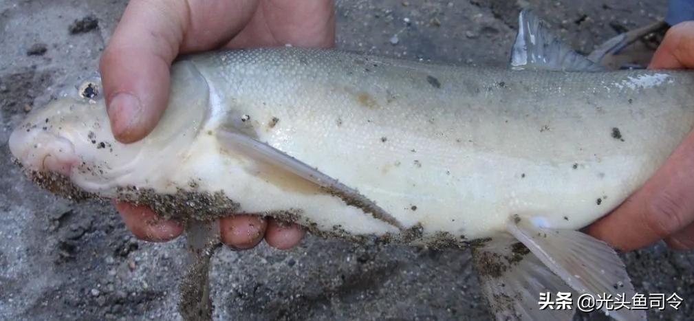 钓鱼钓到保护鱼种放了违法吗,钓鱼犯法的鱼类有哪些种类