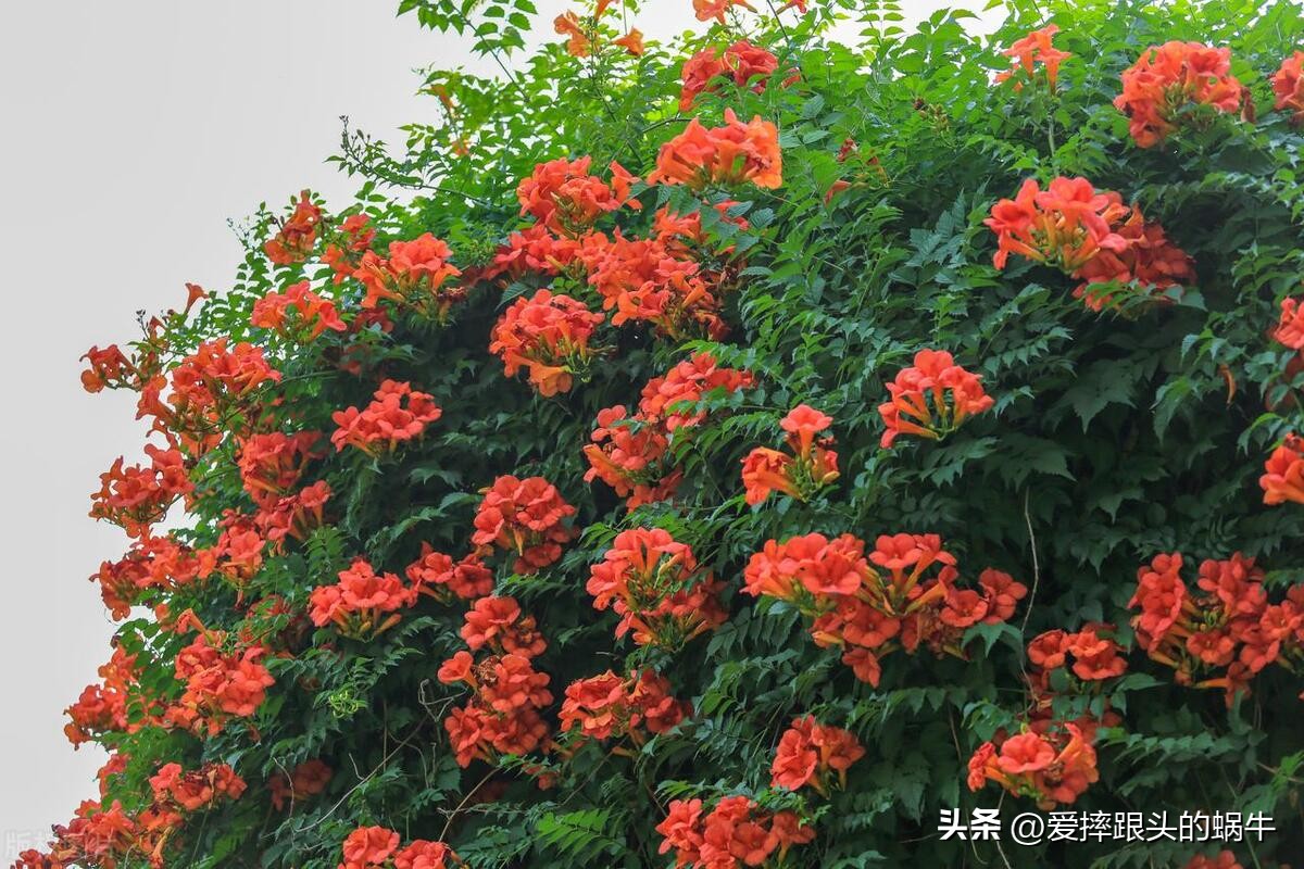 夏日里盛开的凌霄花,绚烂开放的凌霄花