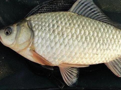 为什么产籽的鱼不能吃,为什么鲫鱼产子会满身伤口