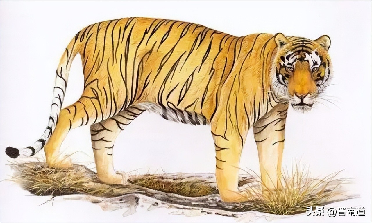 猛虎行│山西老虎的前世今生