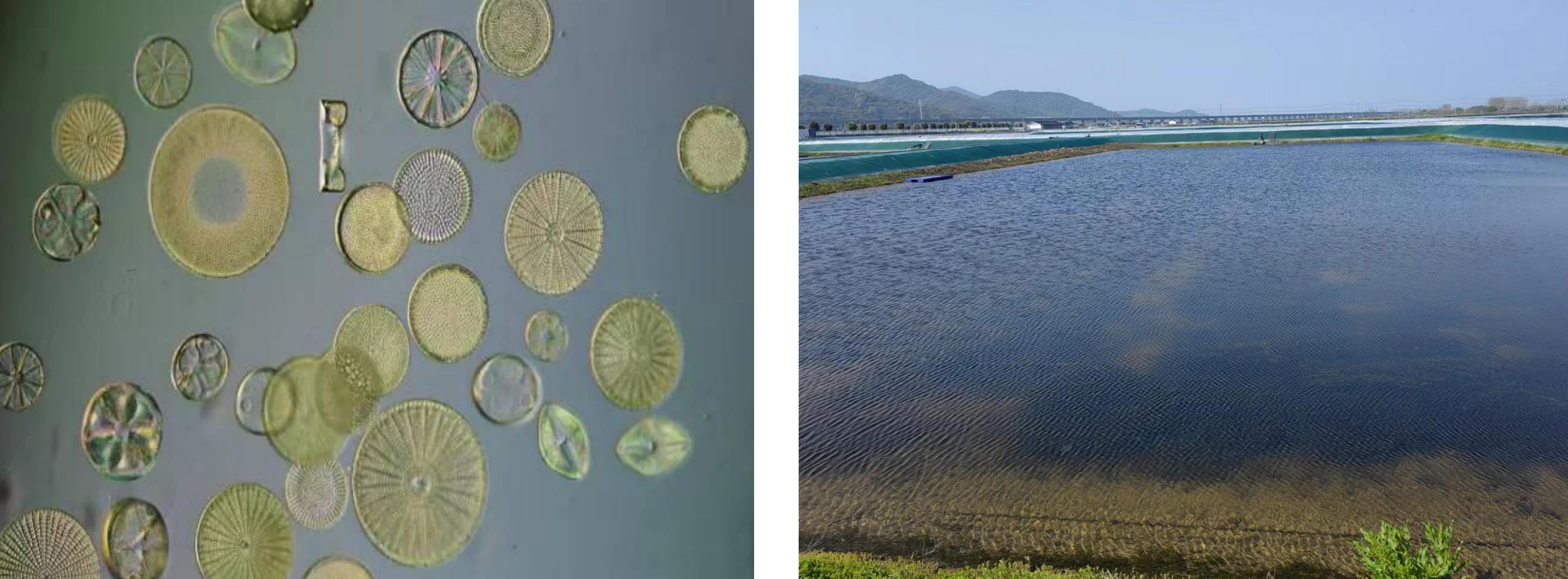 虾蟹养殖藻类过多怎么办,藻类在虾蟹养殖的重要性