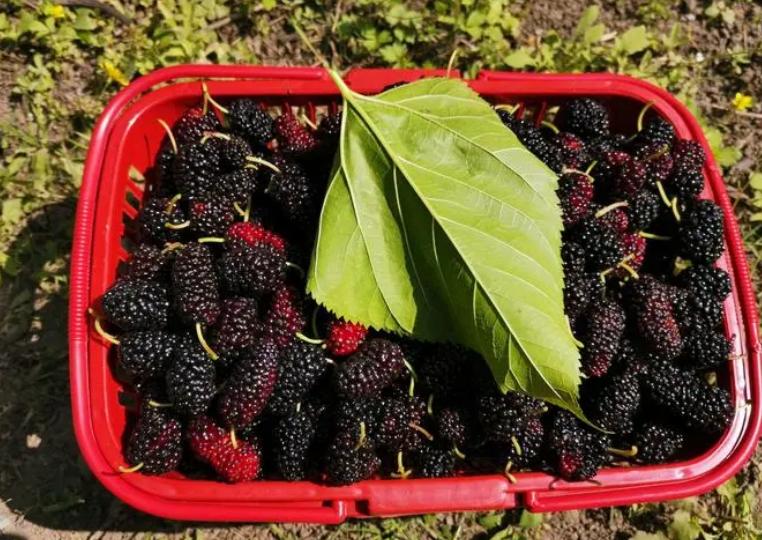 四种蔬菜水果含寄生虫,寄生虫特别多的三种水果