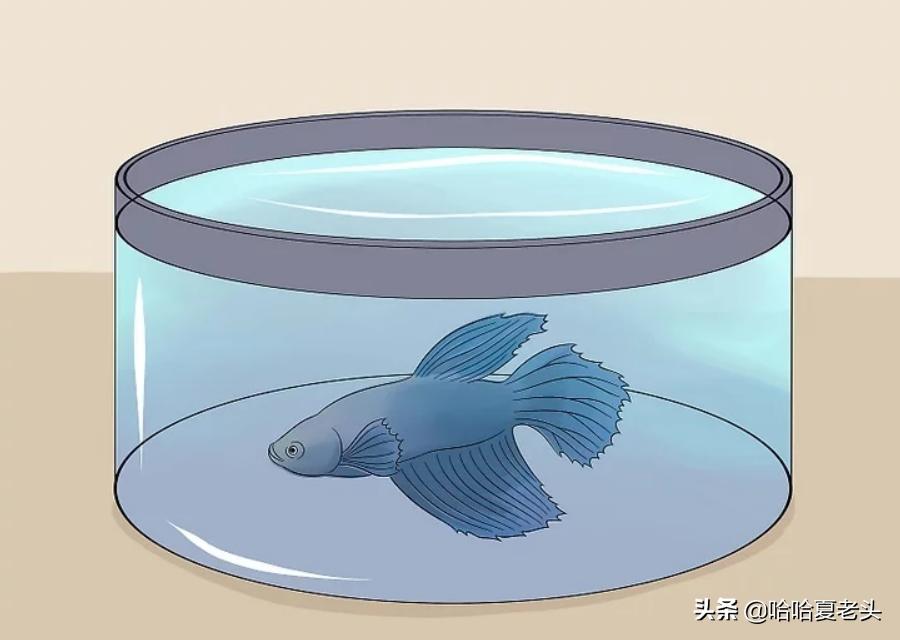 怎样拯救要死的斗鱼,怎么抢救奄奄一息的斗鱼