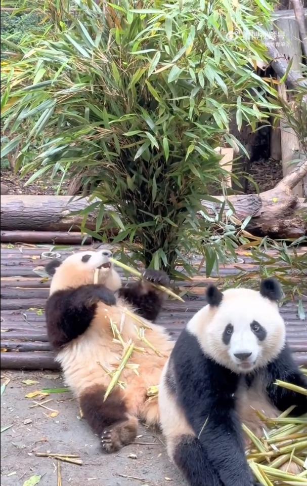花花：接住谭爷爷给的小苹果，仿佛接住了整个世界。