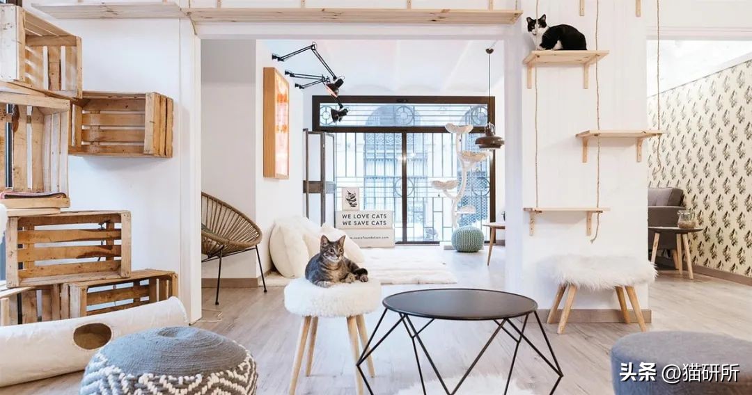 救命！猫咪太黏我了怎么办？