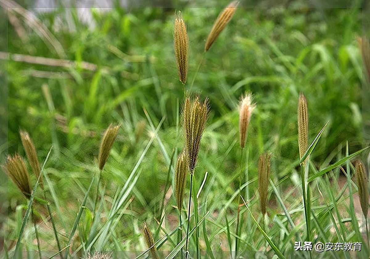 狼尾草的形态特征,狗尾巴草的品种及图片