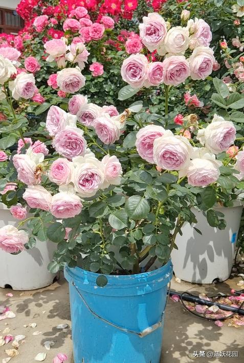 耐开耐晒的藤本月季有哪些,夏季都有哪些耐晒的月季品种