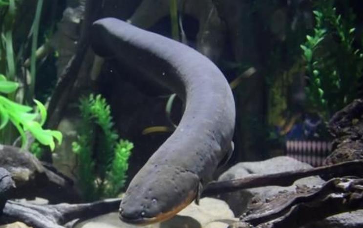 鳄鱼袭击电鳗打法视频,鳄鱼被电鳗电死