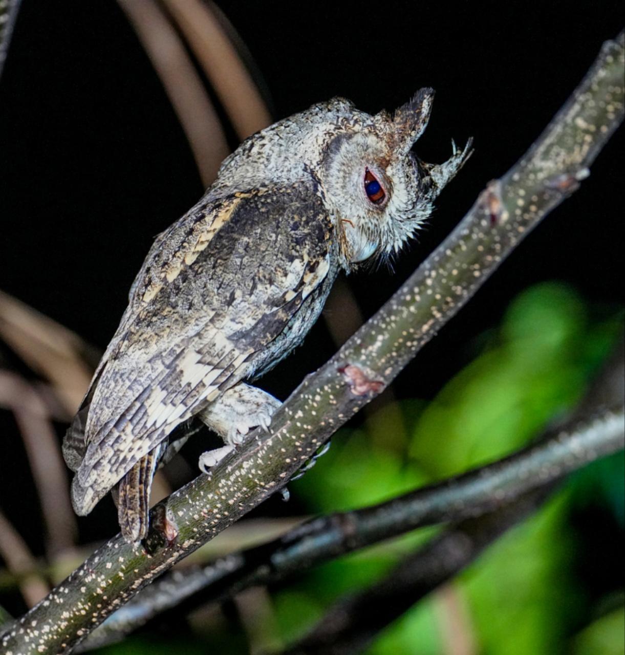 海南观鸟随记5霸王岭儋州湾勺嘴鹬领角鸮仓鸮