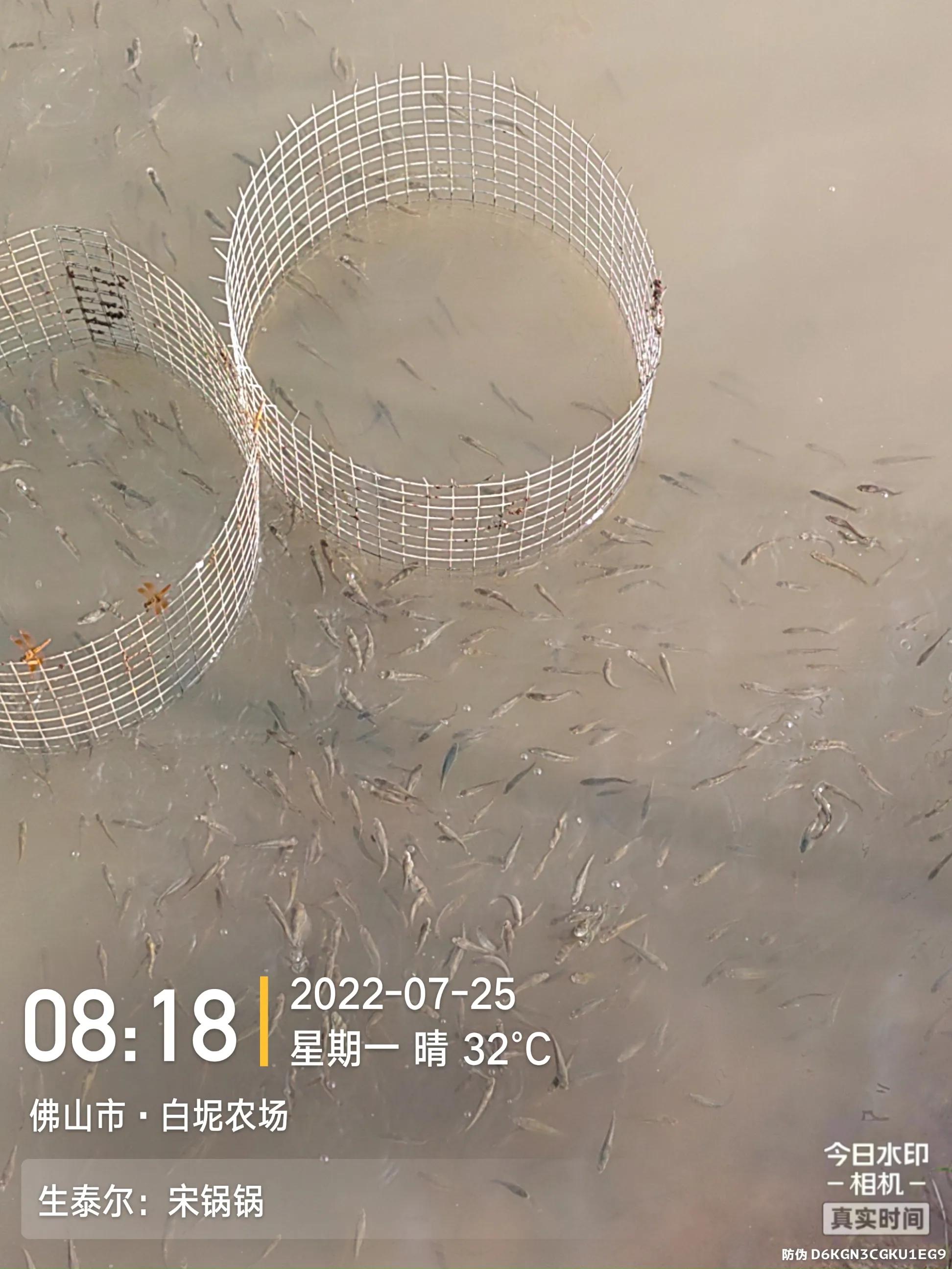 鱼弹状病毒的症状,生鱼子弹状病毒处理方案