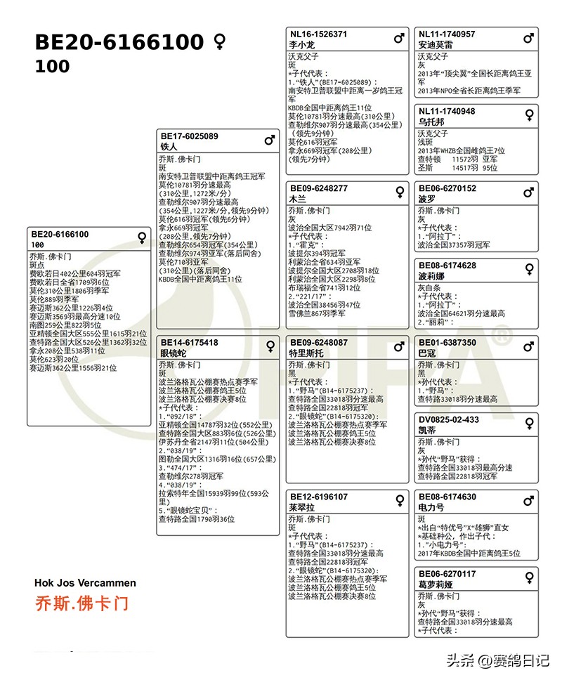 乔斯佛卡门原始种鸽是什么品种,乔斯佛卡门种鸽好用不