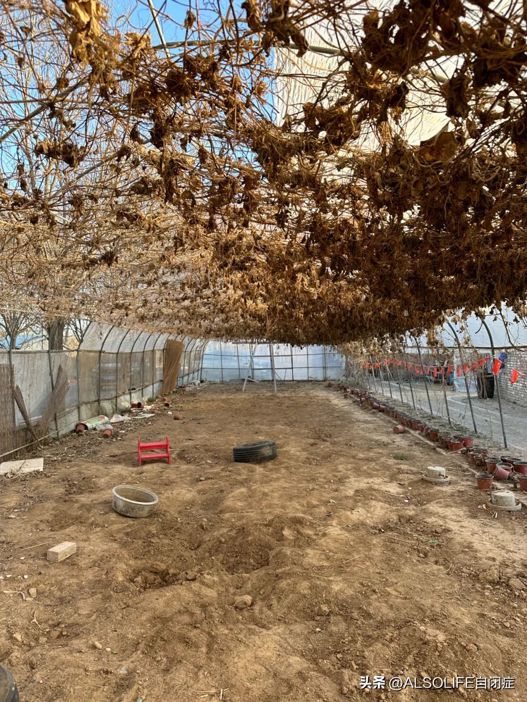 一个特需家庭的融合农场实验