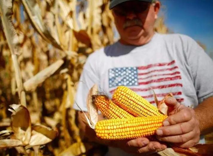 被美国退订单,美国对中国退玉米订单的反应