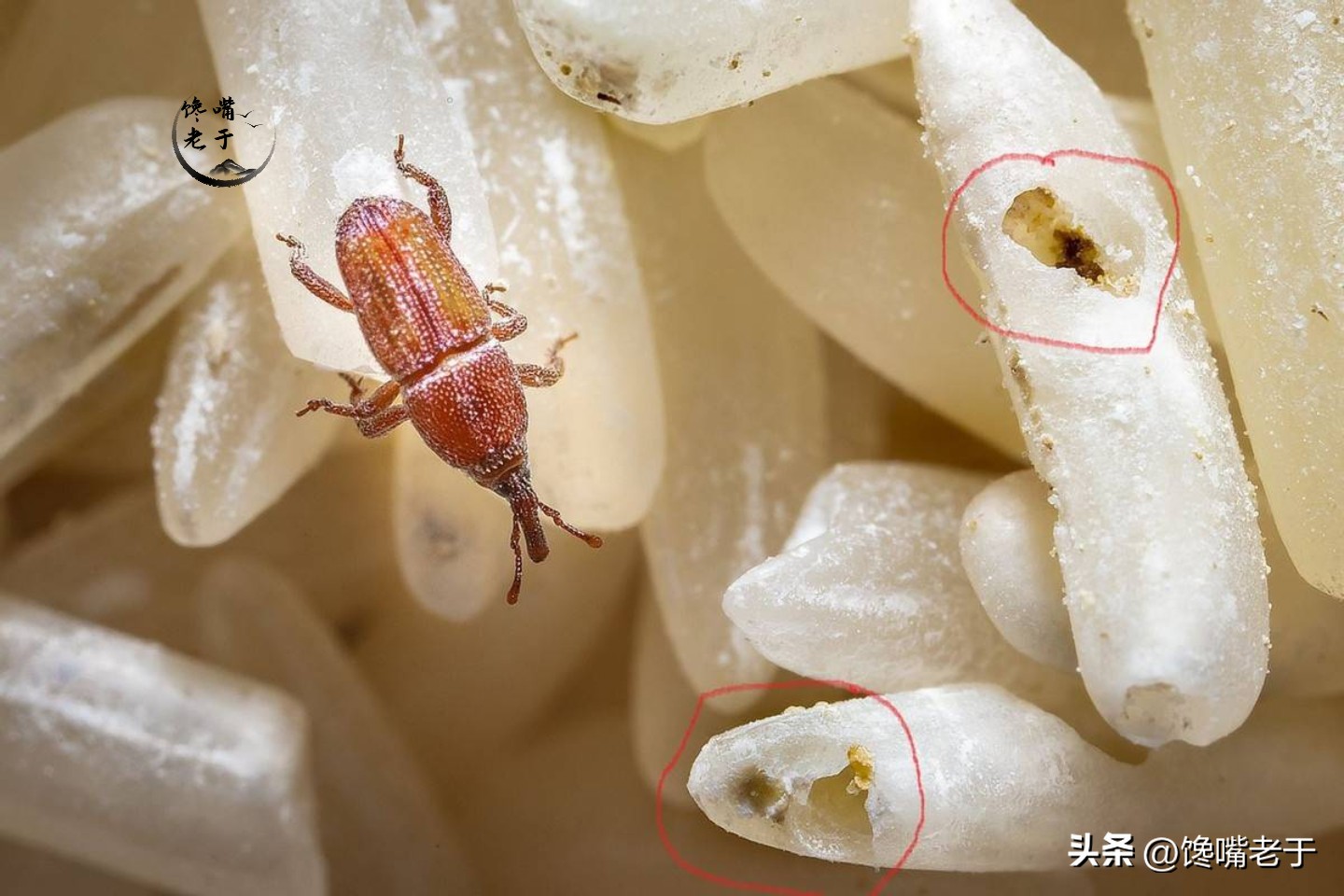 米店放什么不会生虫 (超市大米要怎样摆放才不会生虫)