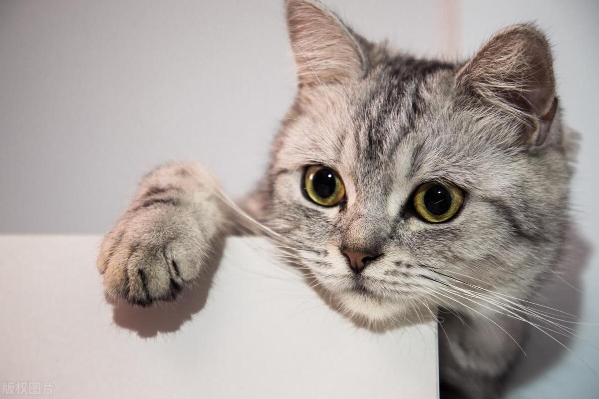 猫咪鼻炎雾化治疗视频,猫咪有鼻炎鼻塞怎么办