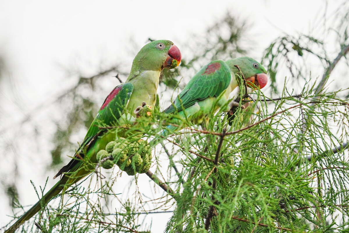 被鹦鹉记仇了该怎么办,笼养虎皮鹦鹉记仇怎么解决