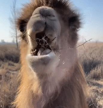野生双峰骆驼和家养骆驼有何区别,野骆驼和骆驼是一个物种吗