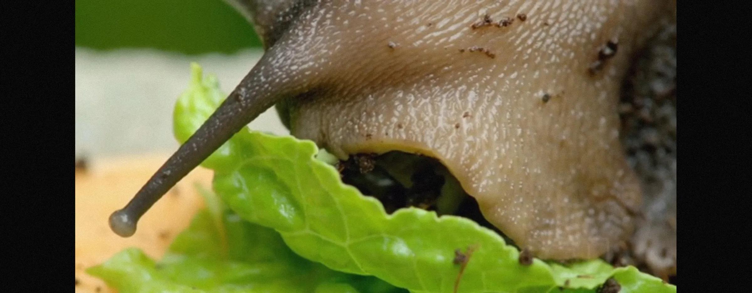 碰了非洲大蜗牛得了脑膜炎有救吗,摸蜗牛的壳会得脑膜炎吗