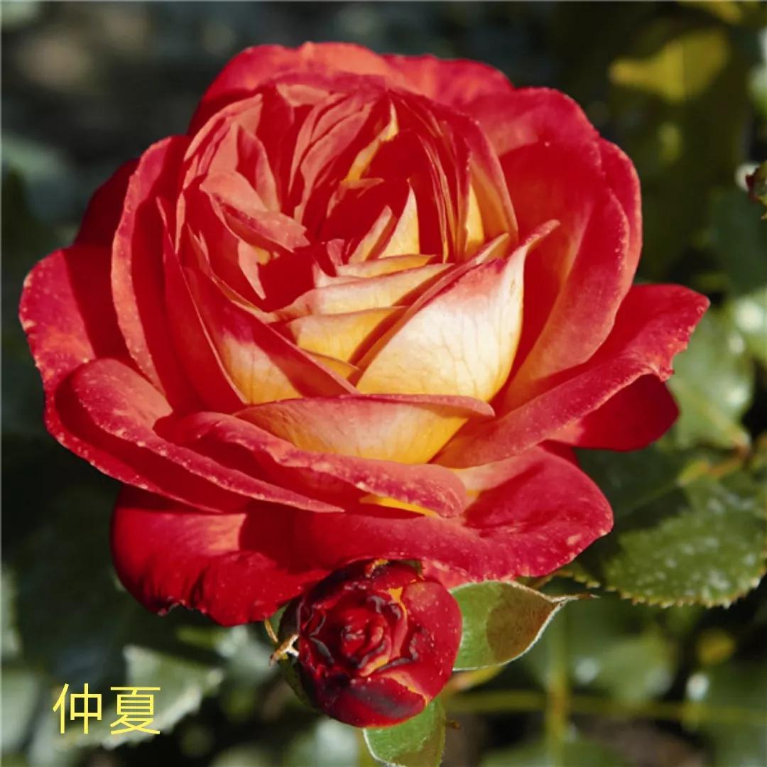 花店卖的切花月季品种,切花月季冬季修剪方法