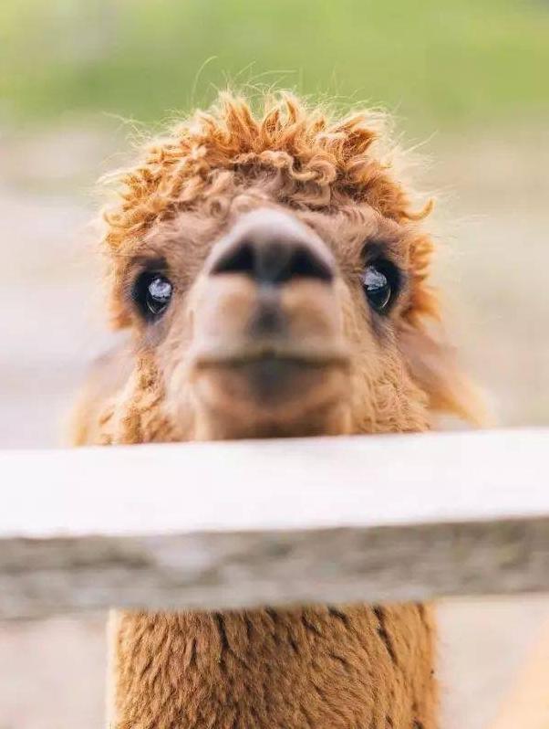 第八届潮玩,潮玩最火产品