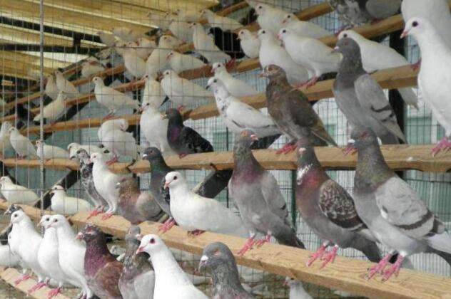 鸽子养殖靠什么赚钱,一年养殖500对鸽子产蛋利润有多少