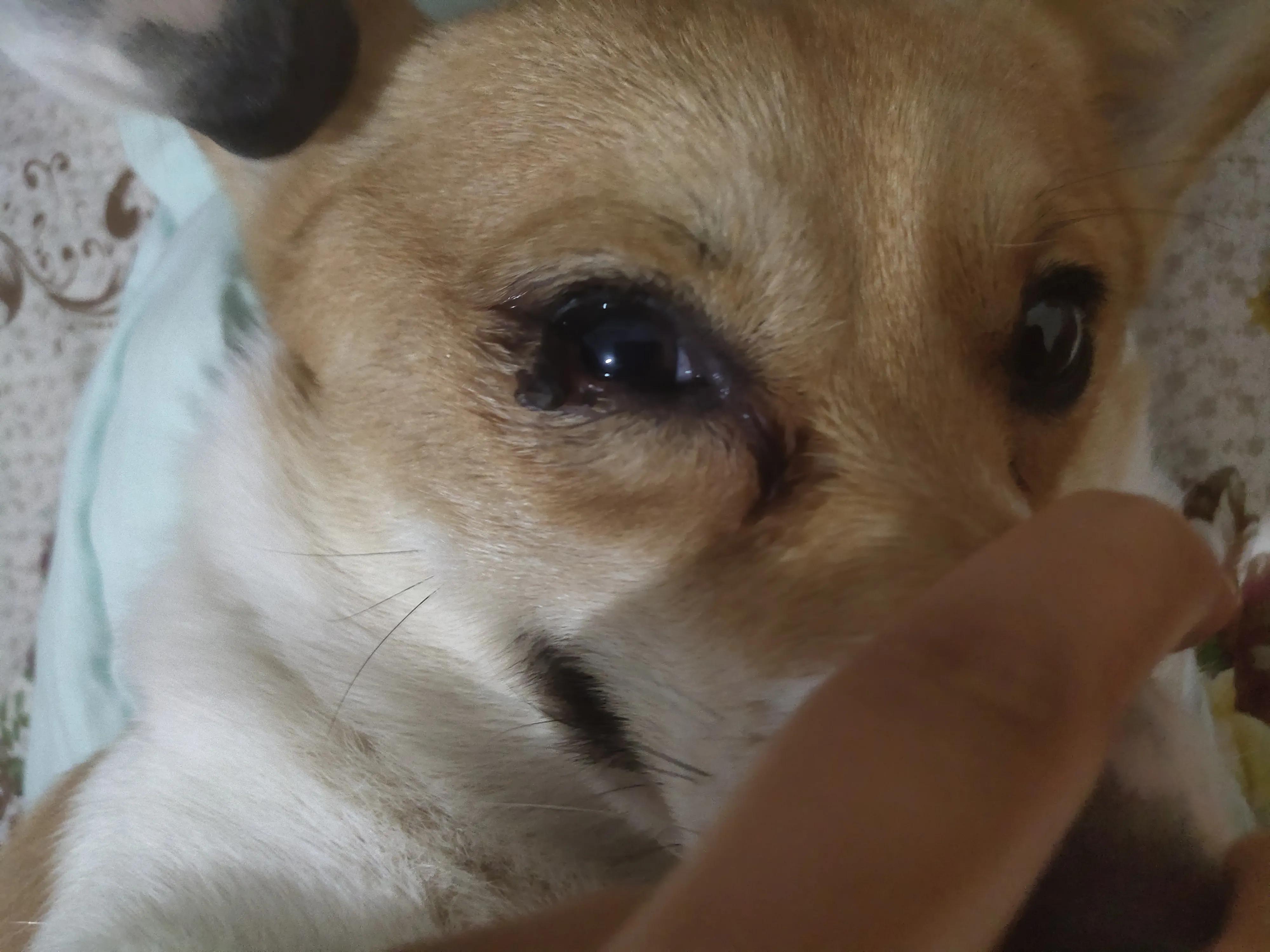 养狗可以避免的一些花销,新手养狗适合养什么狗花销不多的