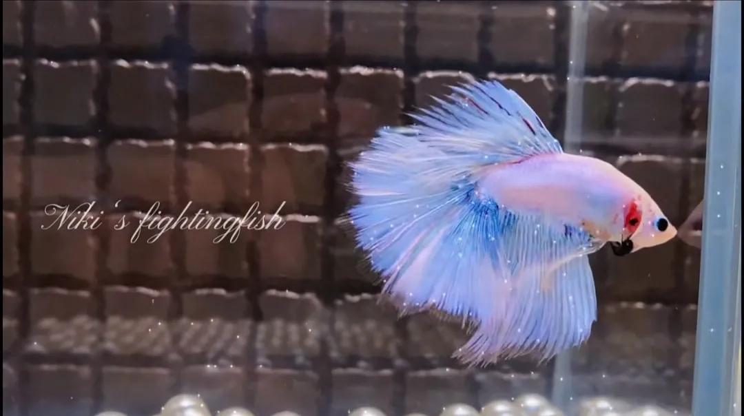 泰国斗鱼vs泰国斗鱼,泰国斗鱼和中国斗鱼为什么不一样