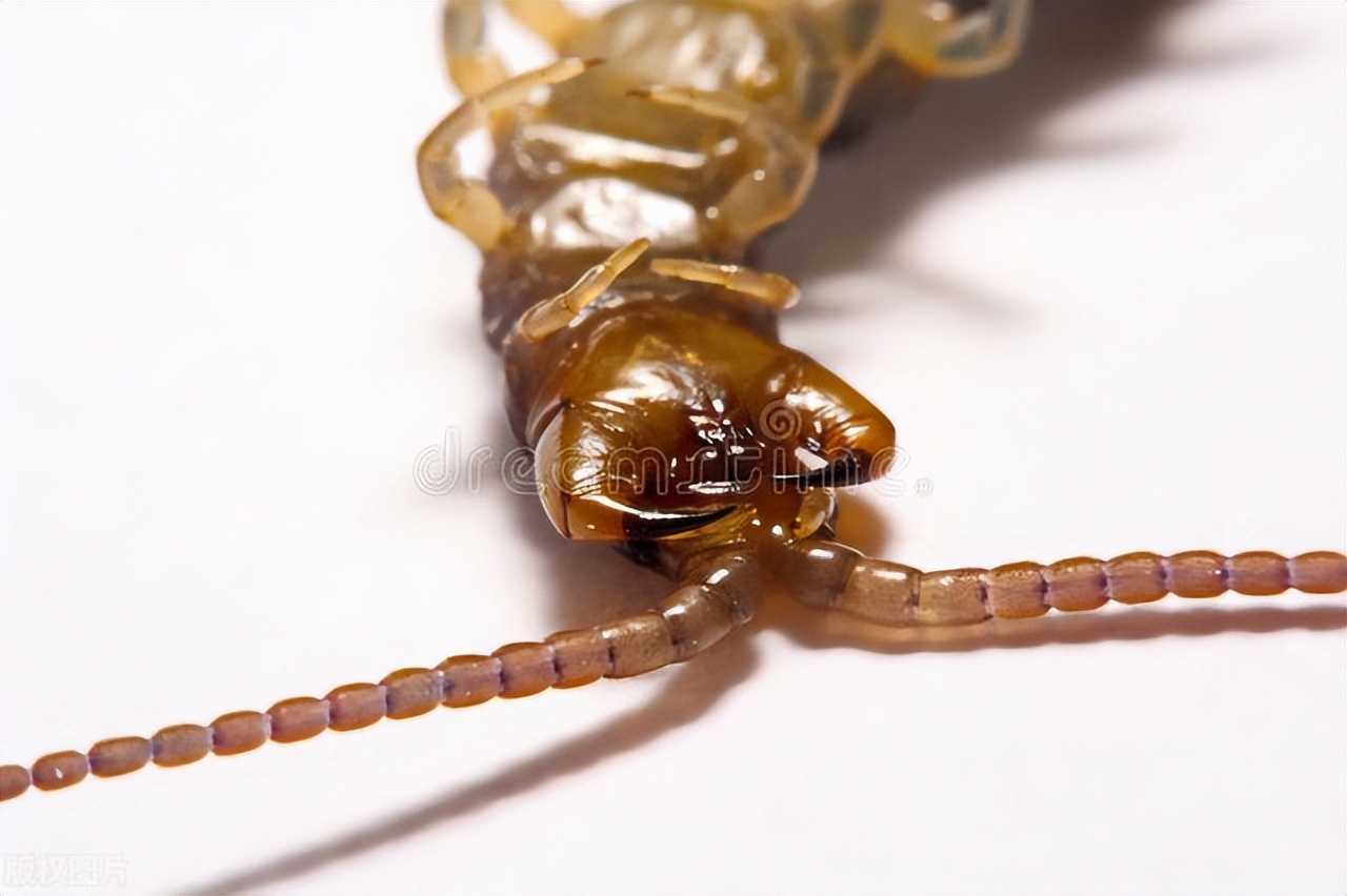 在哪里找出家里潜藏的蜈蚣,家里如何找到蜈蚣的巢穴