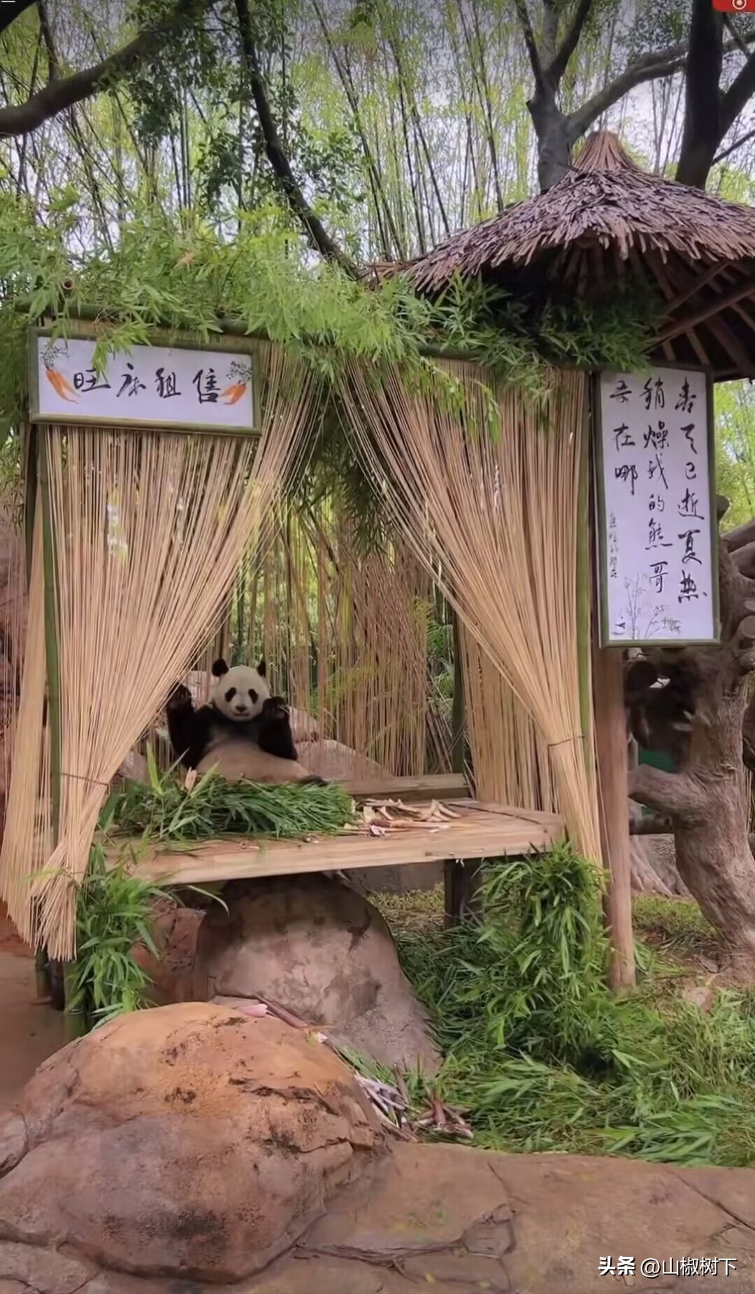 熊猫基地的奶妈奶爸有多少人,熊猫基地帅气奶爸