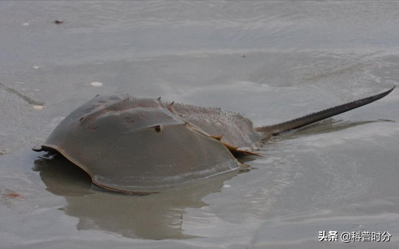 4亿多年蓝色血液引人类陷入绝境,4亿岁生物被疯狂抽血
