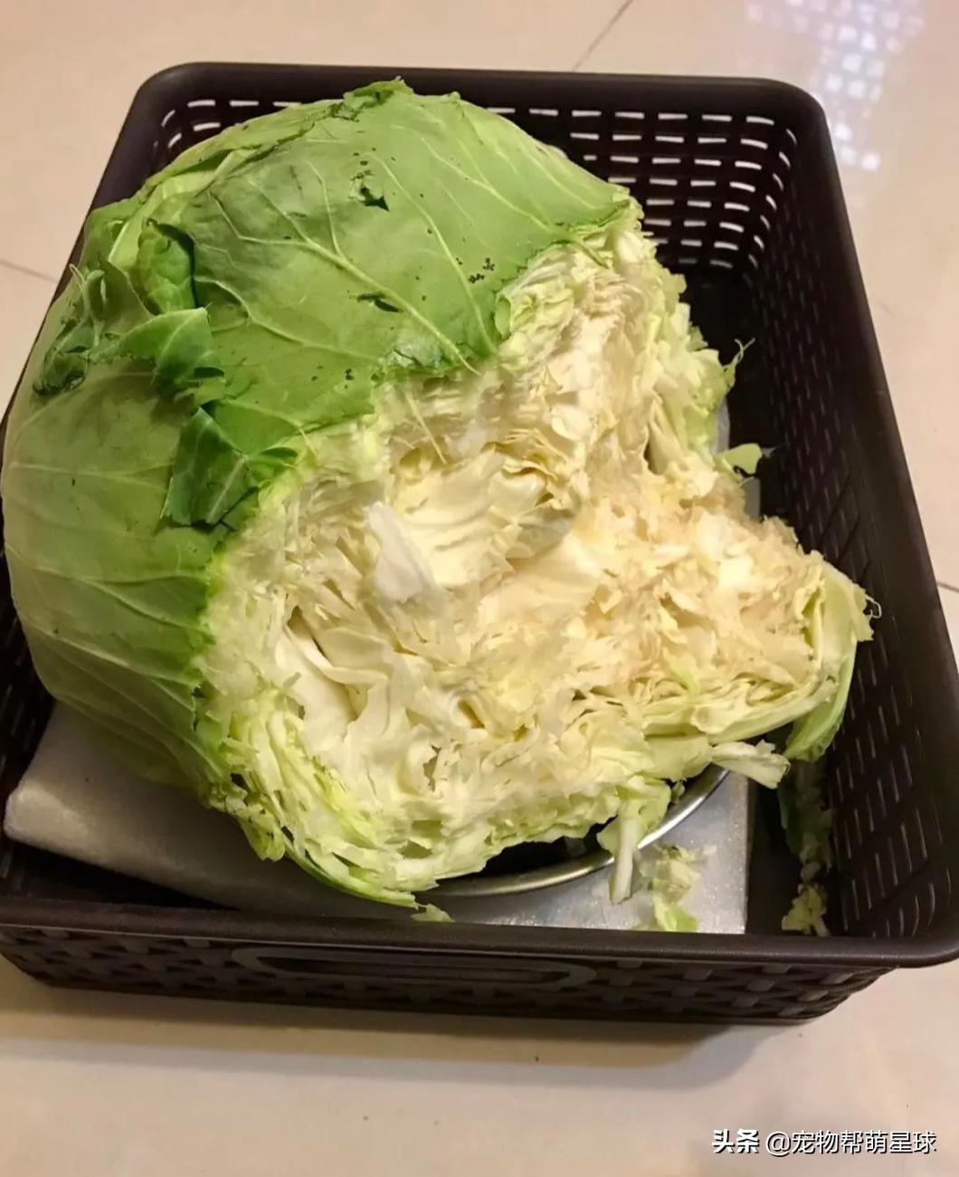 说好的爱吃肉肉，没想到养狗狗还费菜