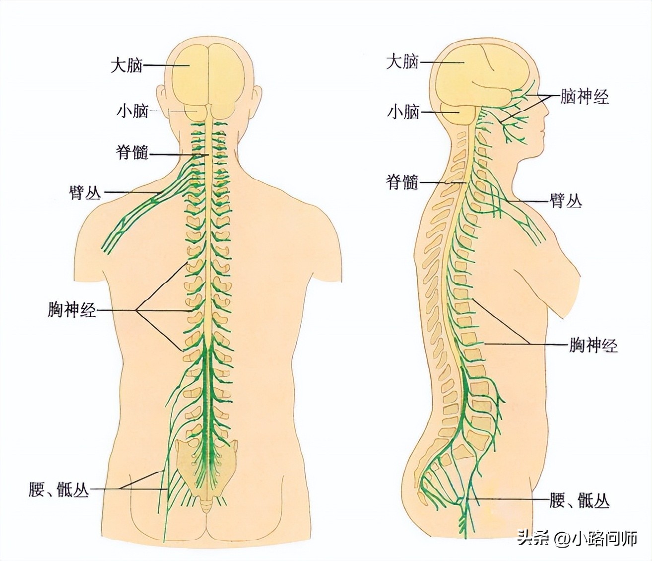 尿液是如何形成的知识点,尿液是如何形成的