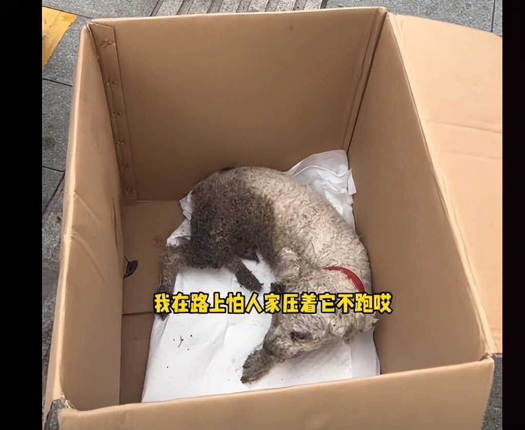 狗狗断腿一般得恢复多久能正常,狗狗断腿能活下来吗