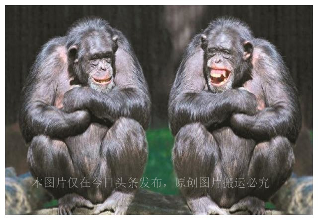 人类祖先的“丁丁”有骨头，现代人类怎么没有“丁丁骨”了呢？