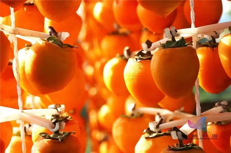 柿子和螃蟹一起吃有毒是什么梗,柿子与酸奶一起吃会中毒是真是假