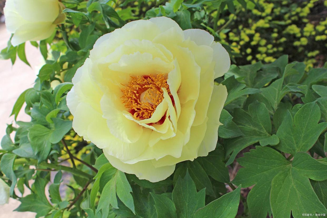 「中国牡丹海外传播史」欧洲人曾认为牡丹是传说中的植物并不存在