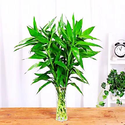 富贵竹茎叶青翠,大竹叶富贵竹