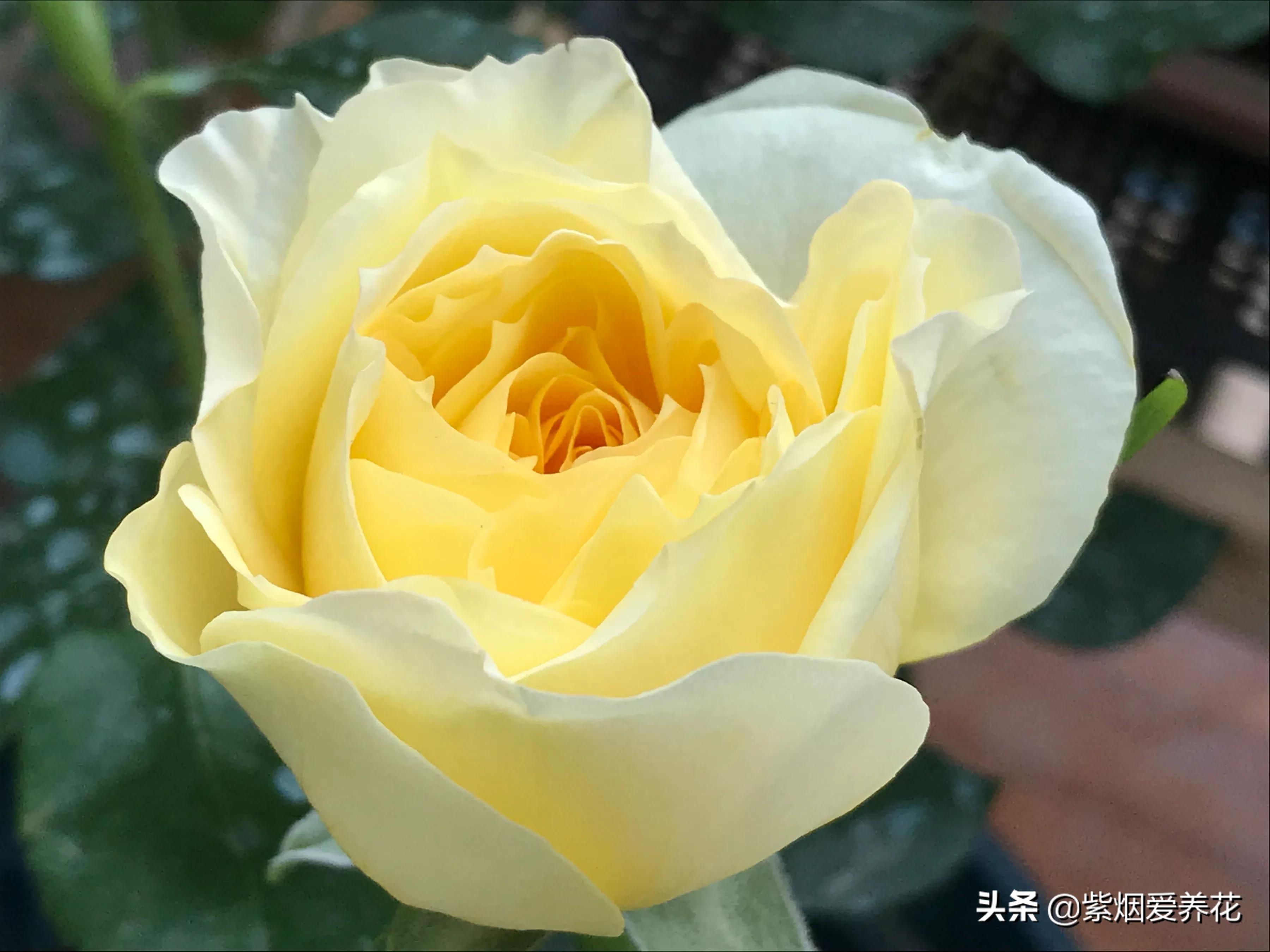 哪些月季仙气十足,又美又香的月季品种