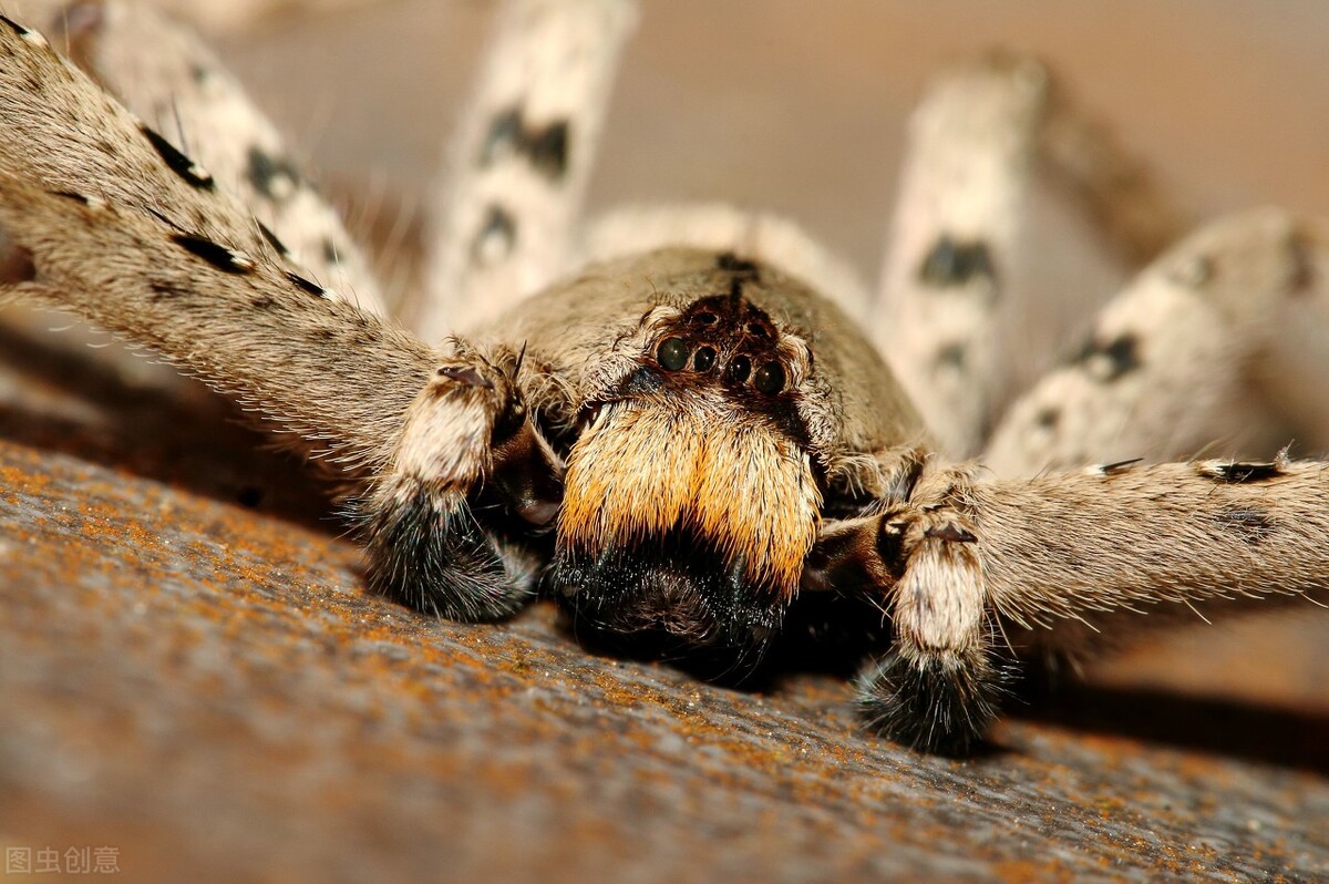 白额高脚蛛可以灭蟑螂吗,白额高脚蛛灭蟑螂靠谱吗