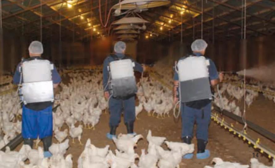 免疫养鸡的正确方法视频,免疫养鸡技术