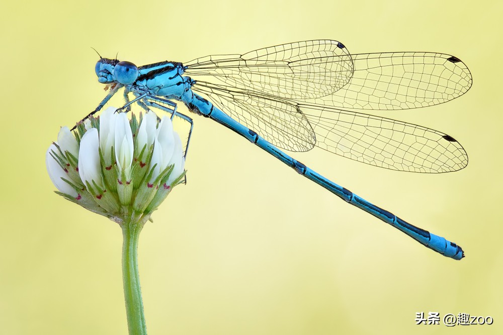 全球十种奇特蓝色动物,全球十种奇特蓝色动物排行榜