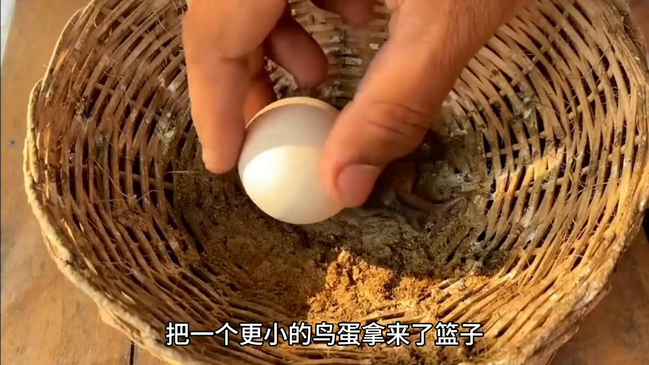 杜鹃宝宝的推蛋测试！#野生动物零距离