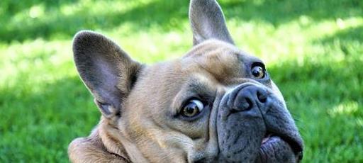 狗狗38.9是发烧吗,狗狗体温38.1算正常吗