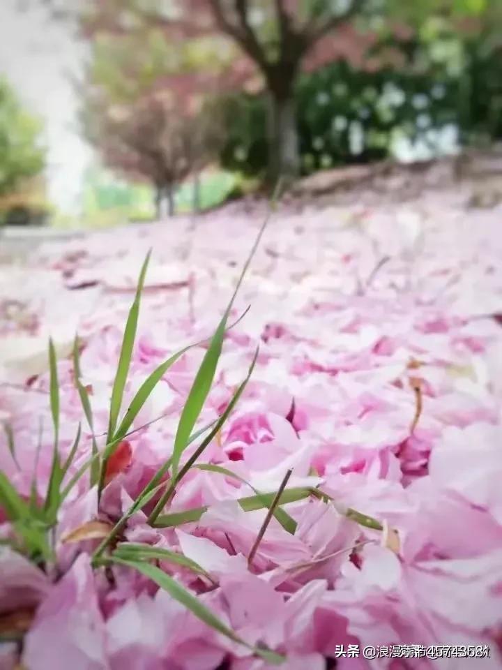 最美人间四月天散文,最美人间四月天的散文