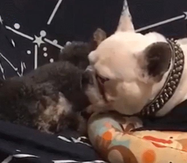 但凡给狗*载下**一个反诈APP，它都不至于被骗这么久